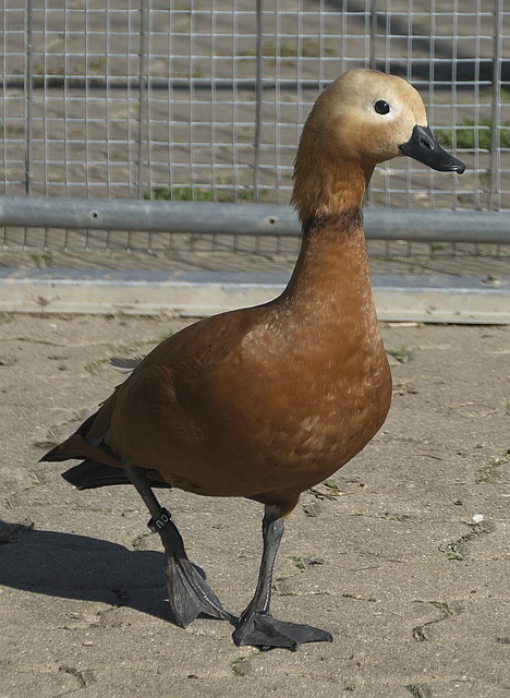 发布后