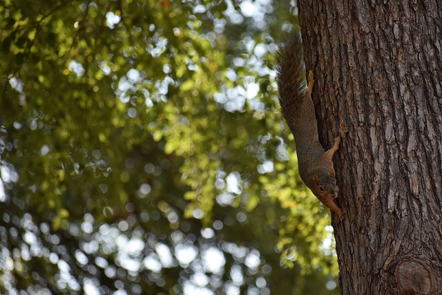 赛季目标的 赛季目标的